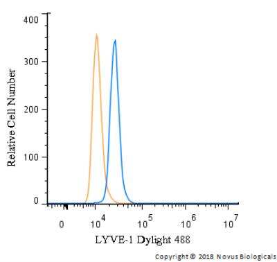 Flow Cytometry: LYVE-1 Antibody [DyLight 488] [NB100-725G] - An intracellular stain was performed on A549 cells with LYVE-1 Antibody NB100-725G (blue) and a matched isotype control (orange). Cells were fixed with 4% PFA and then permeabilized with 0.1% saponin. Cells were incubated in an antibody dilution of 10 ug/mL for 30 minutes at room temperature. Both antibodies were conjugated to Dylight 488